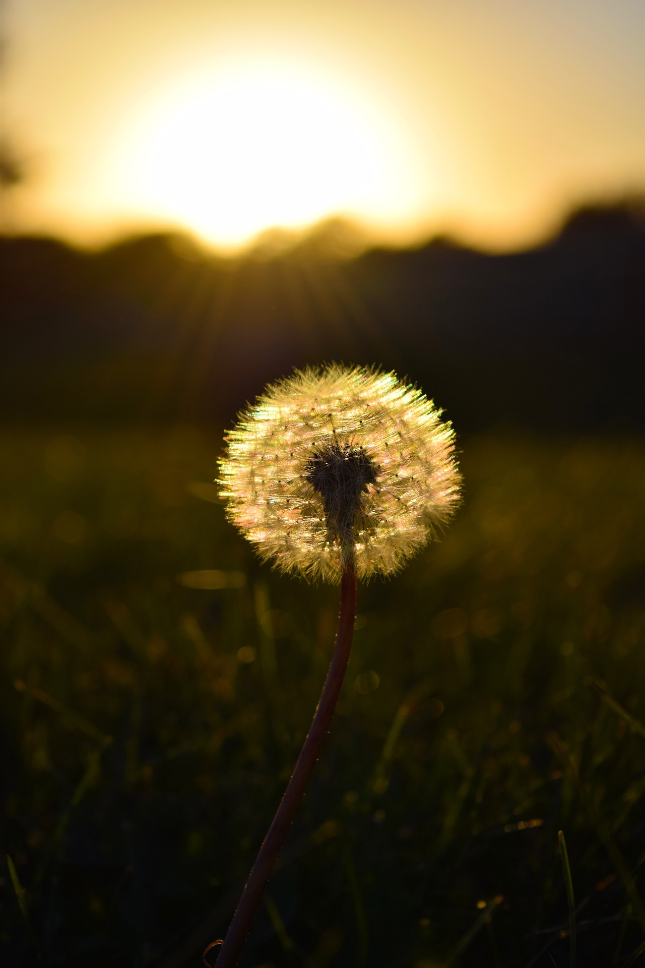 dandelion-1806772_1920